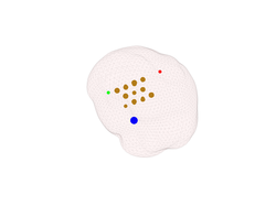 The four EEG sources with dipole strength information encoded as marker size 